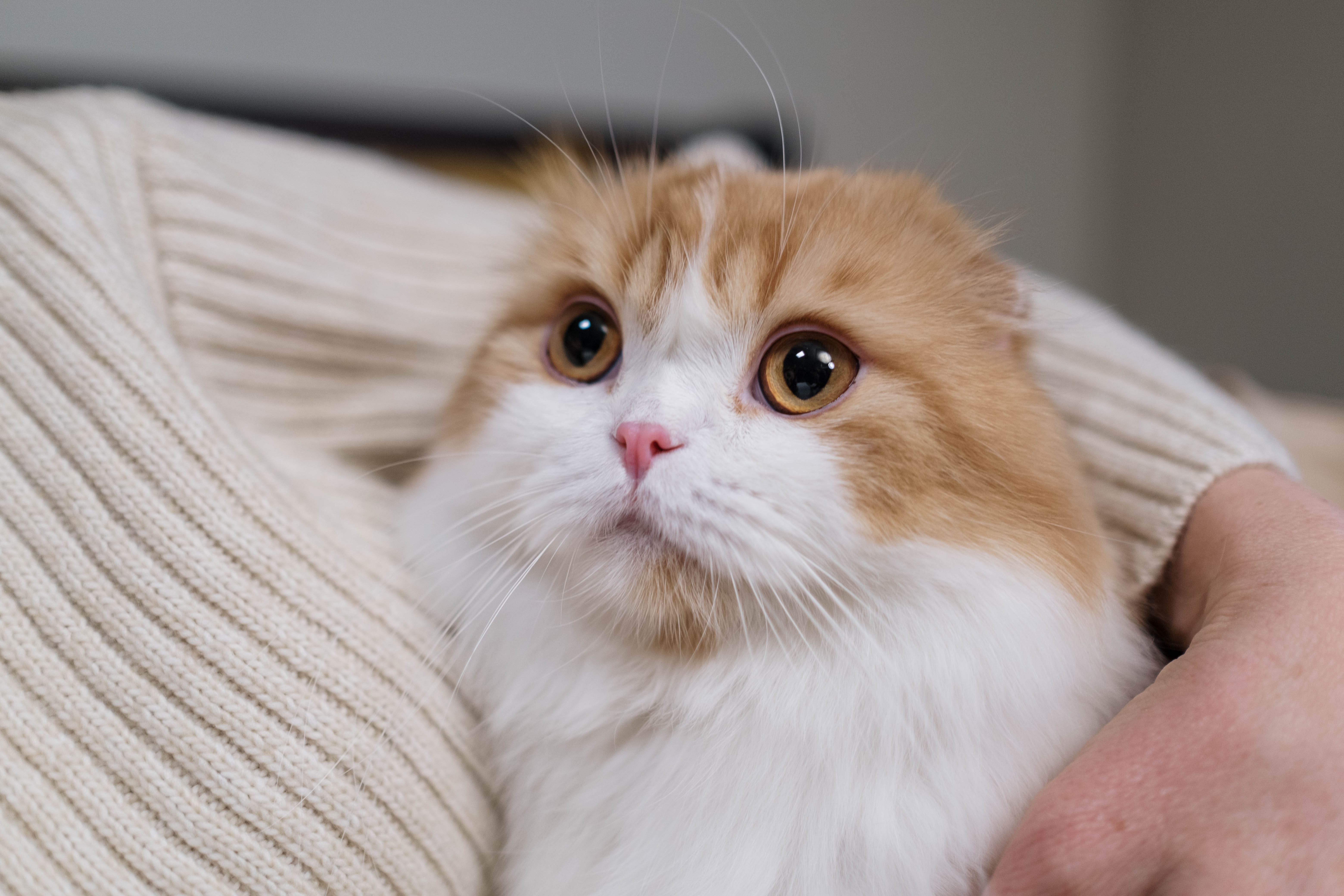 Scottish Fold Wallpapers