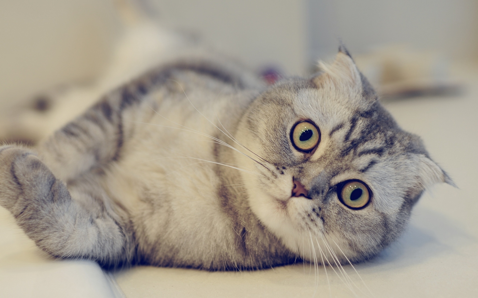 Scottish Fold Wallpapers