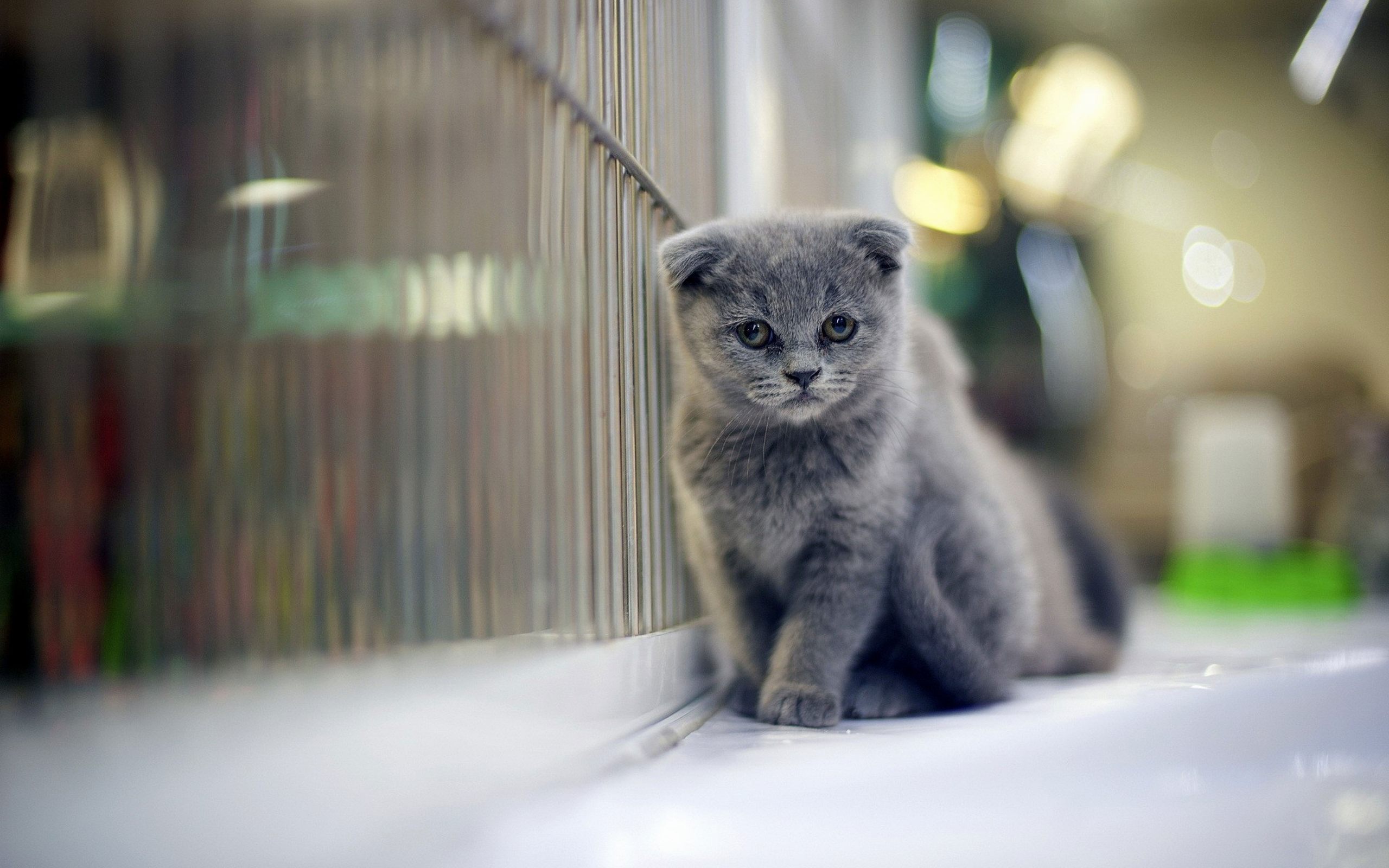 Scottish Fold Wallpapers