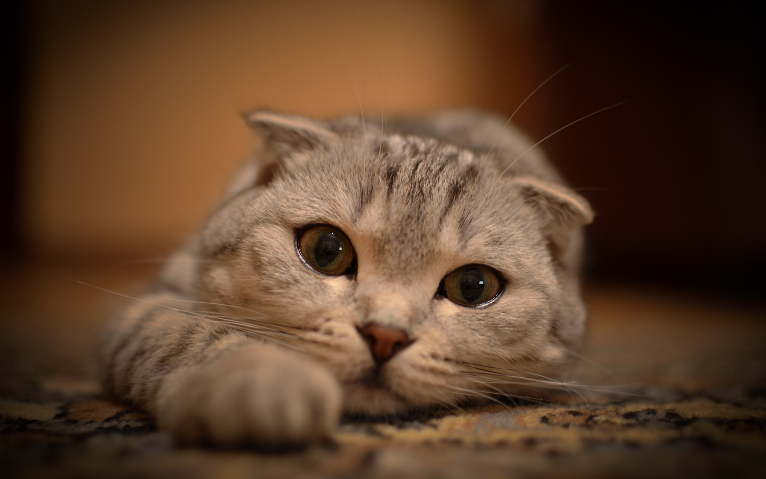 Scottish Fold Wallpapers