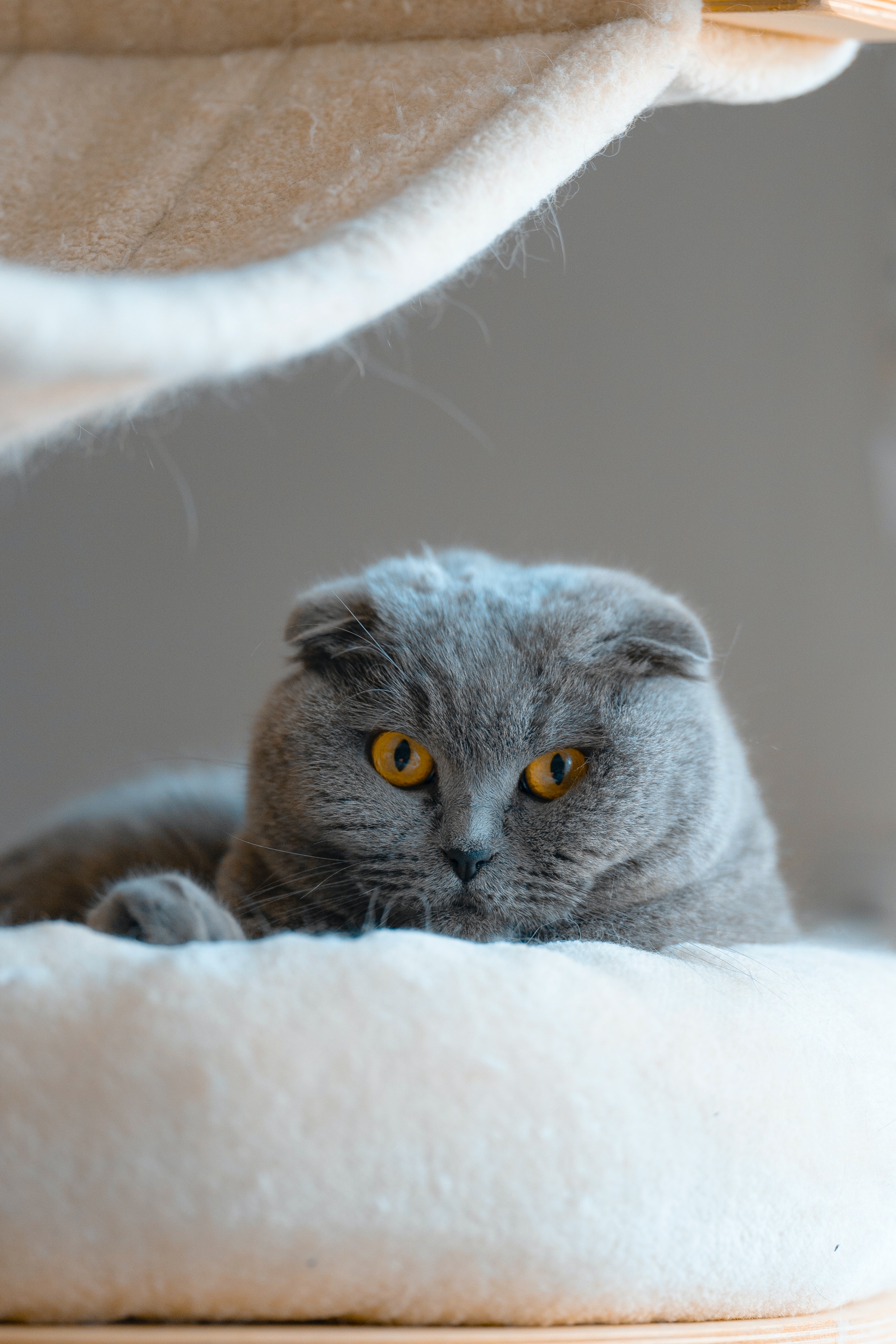 Scottish Fold Wallpapers