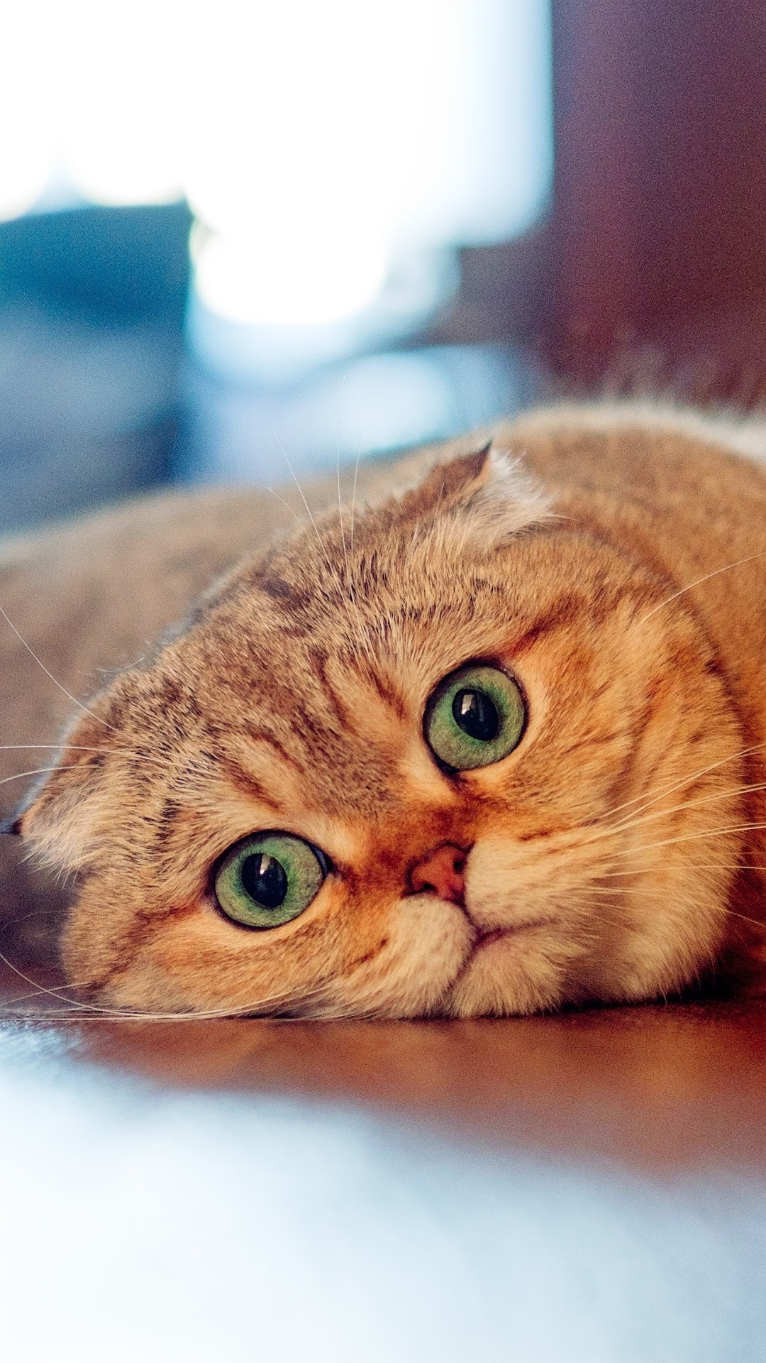 Scottish Fold Wallpapers