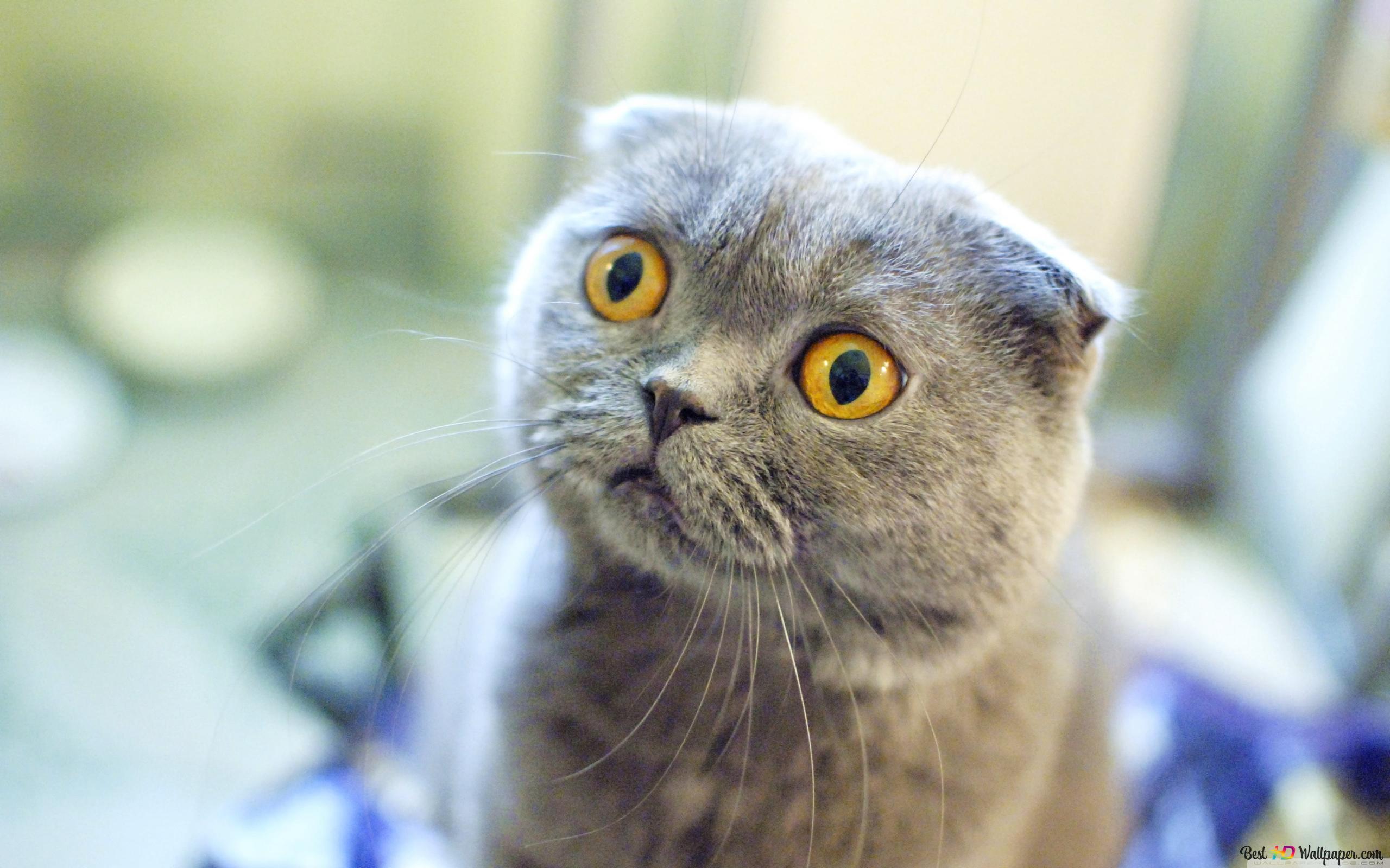 Scottish Fold Wallpapers