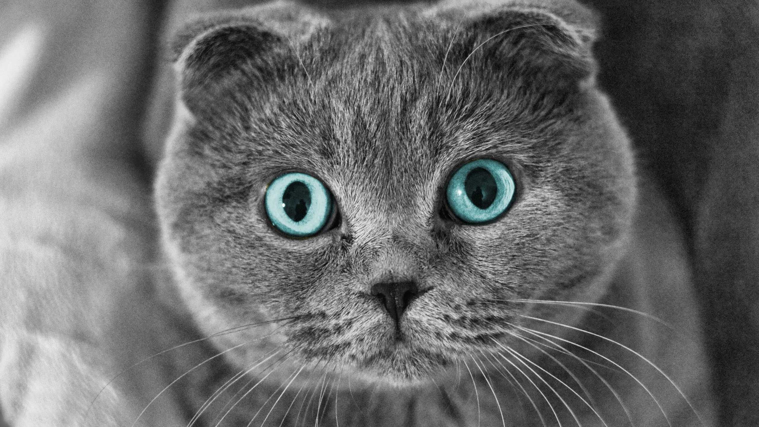 Scottish Fold Wallpapers