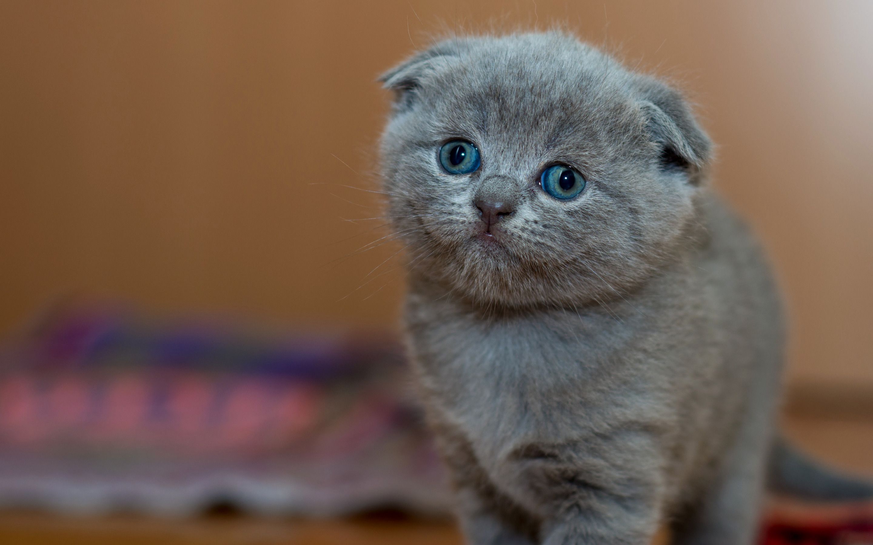 Scottish Fold Wallpapers