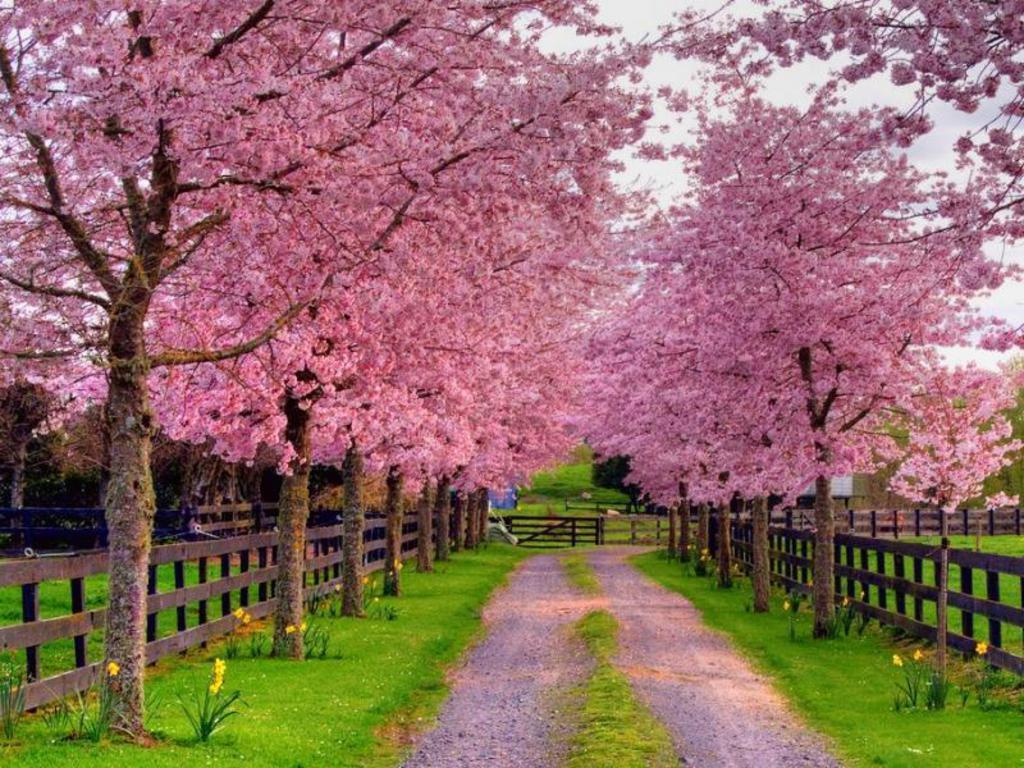 Screensavers Spring Scenes Wallpapers