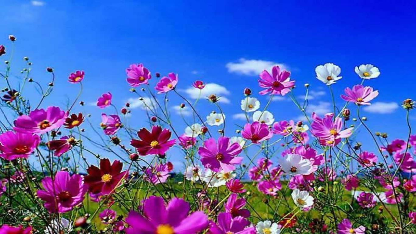 Screensavers Spring Scenes Wallpapers