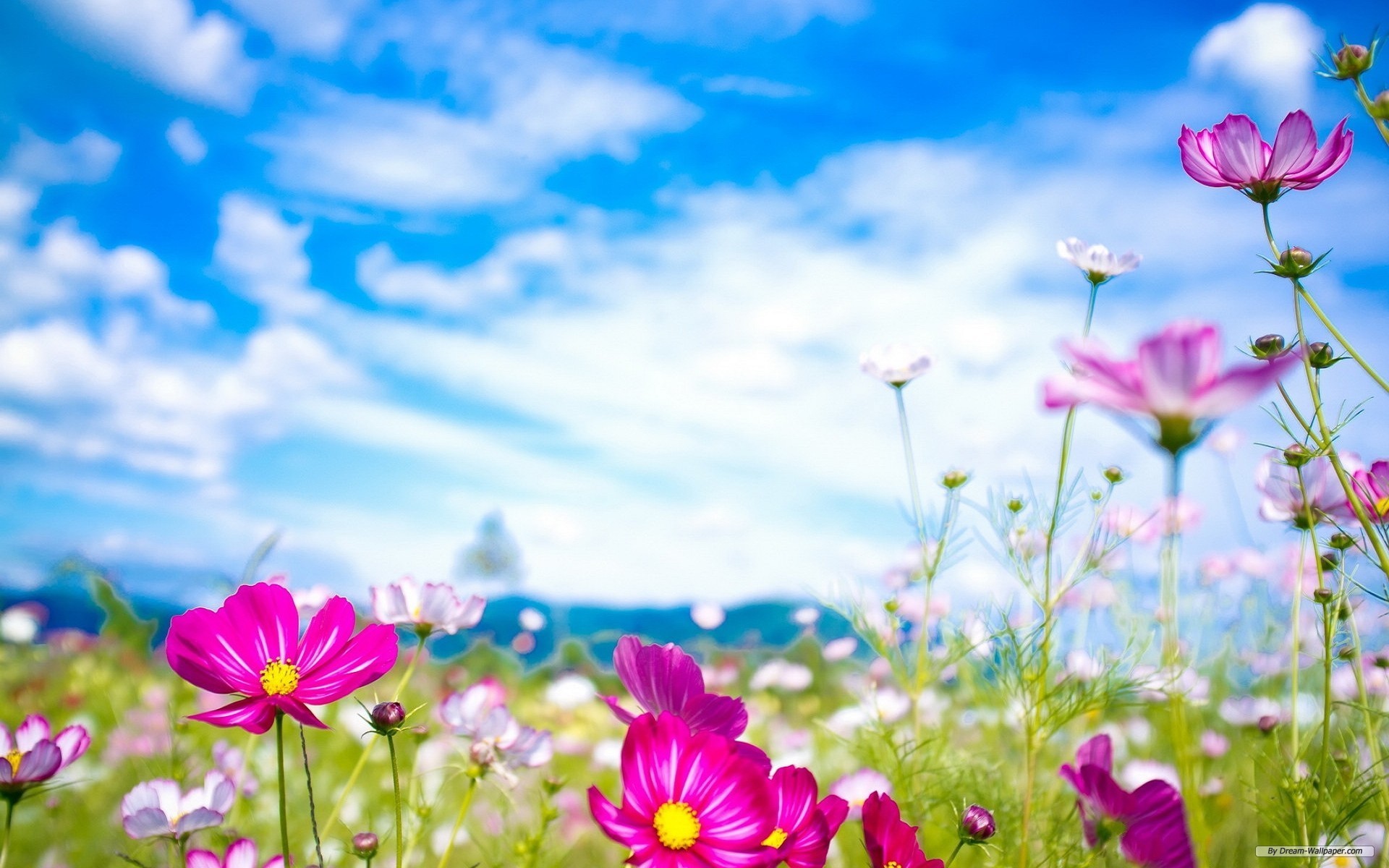 Screensavers Spring Scenes Wallpapers