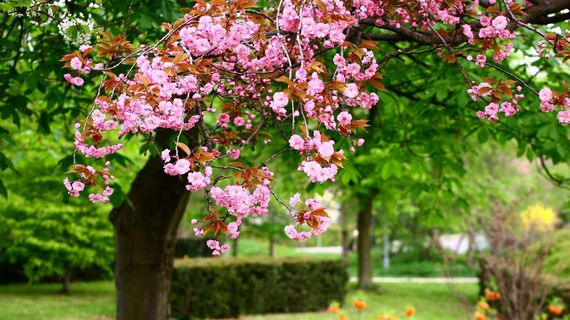 Screensavers Spring Scenes Wallpapers