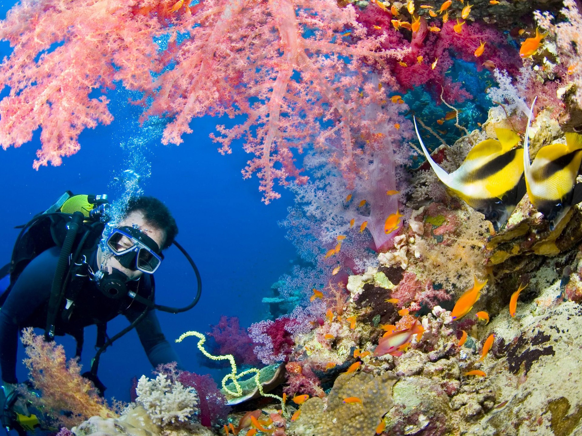 Scuba Diving Wallpapers