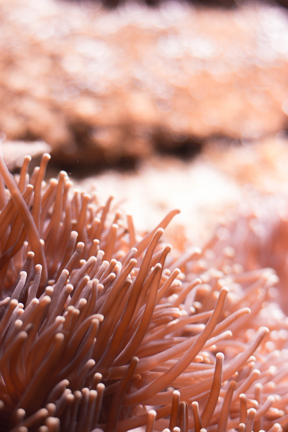 Sea Anemone Wallpapers