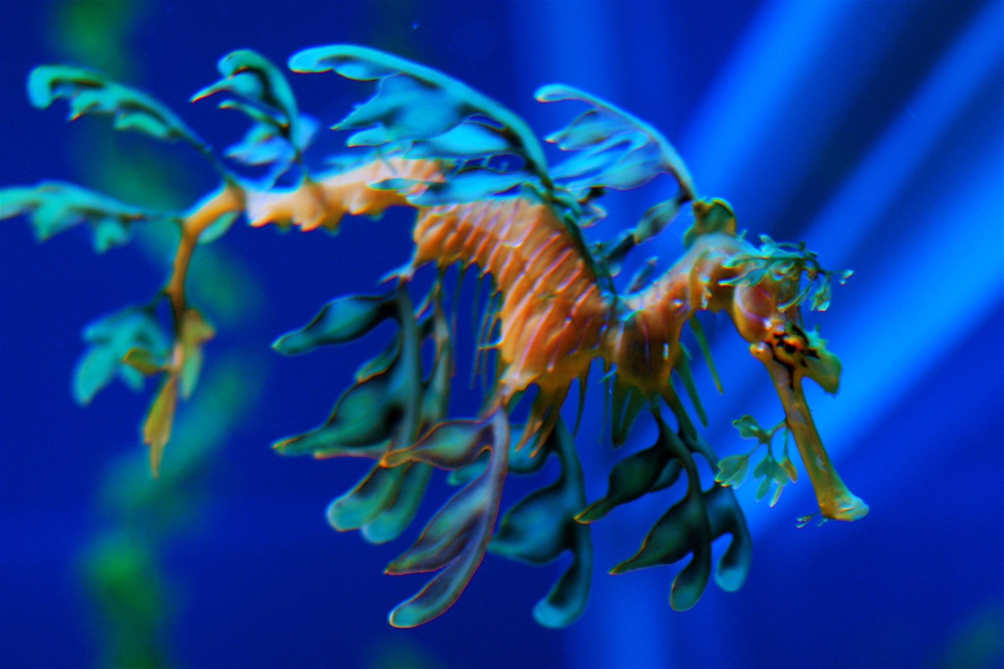 Sea Dragon Wallpapers