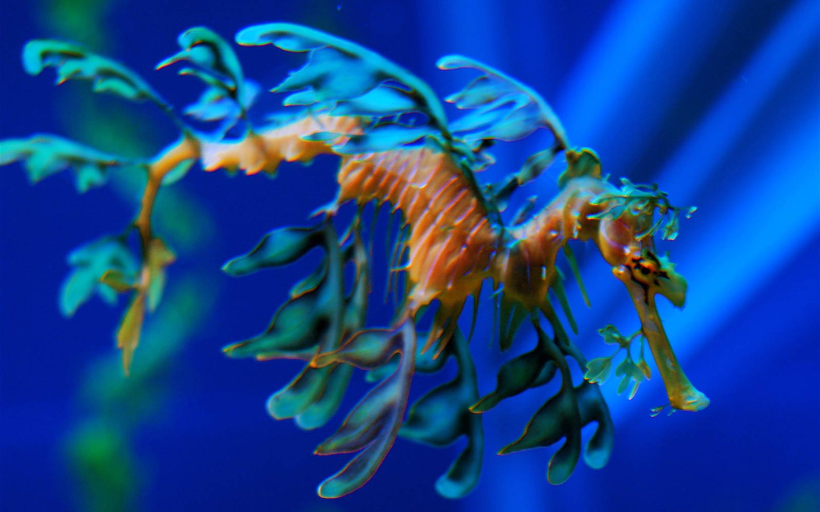 Sea Dragon Wallpapers