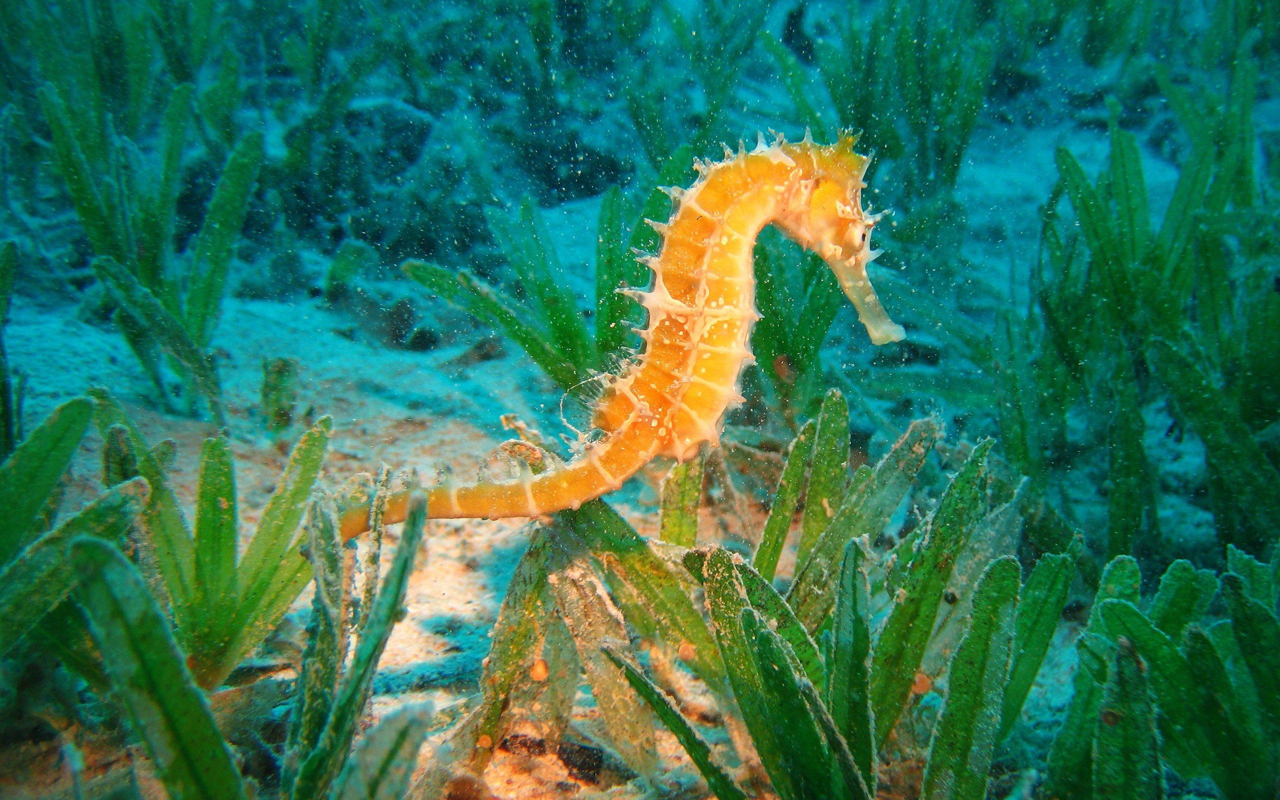 Sea Horse Wallpapers