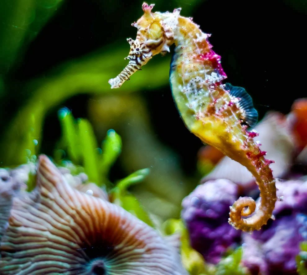 Sea Horse Wallpapers