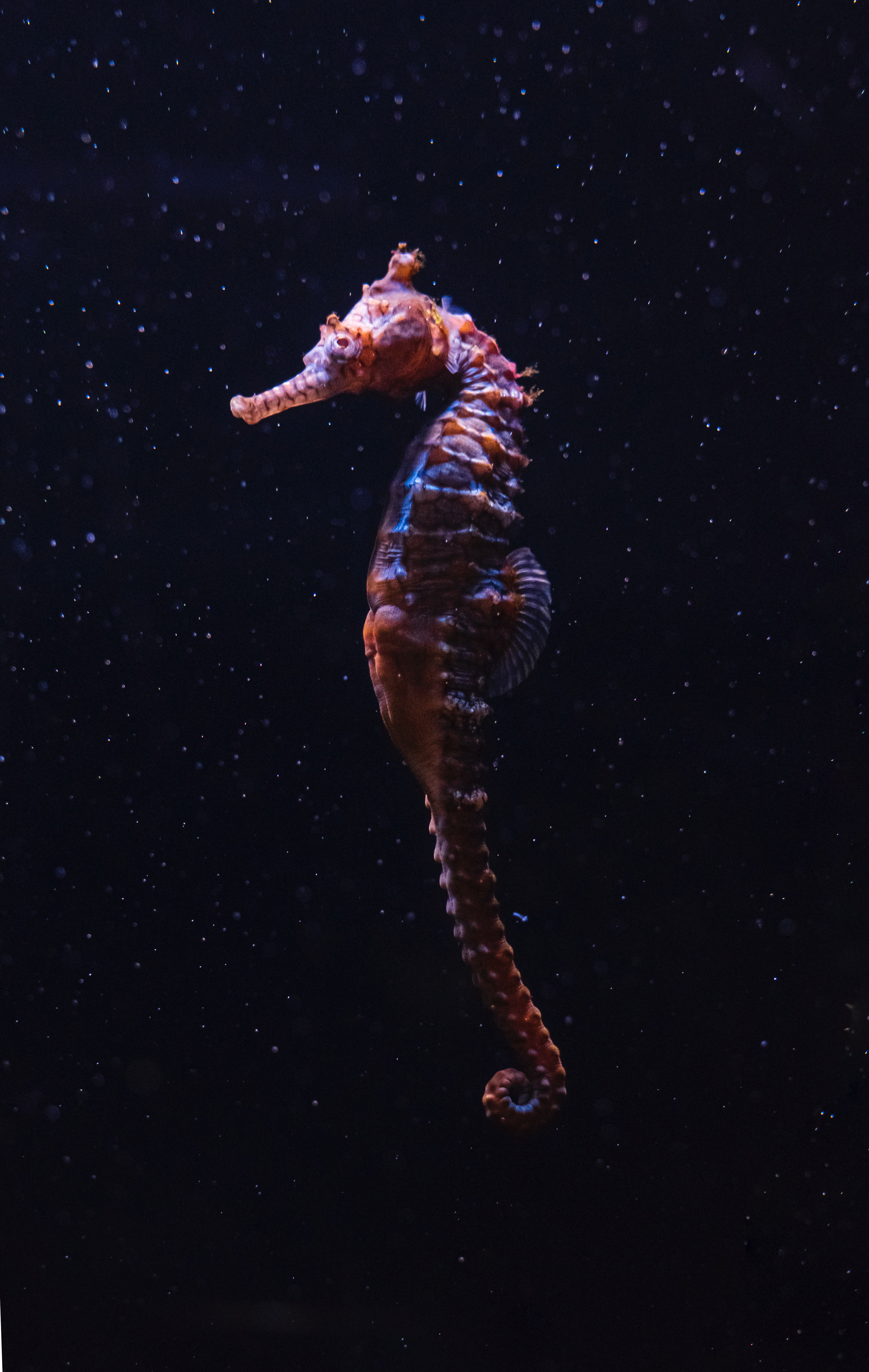 Sea Horse Wallpapers