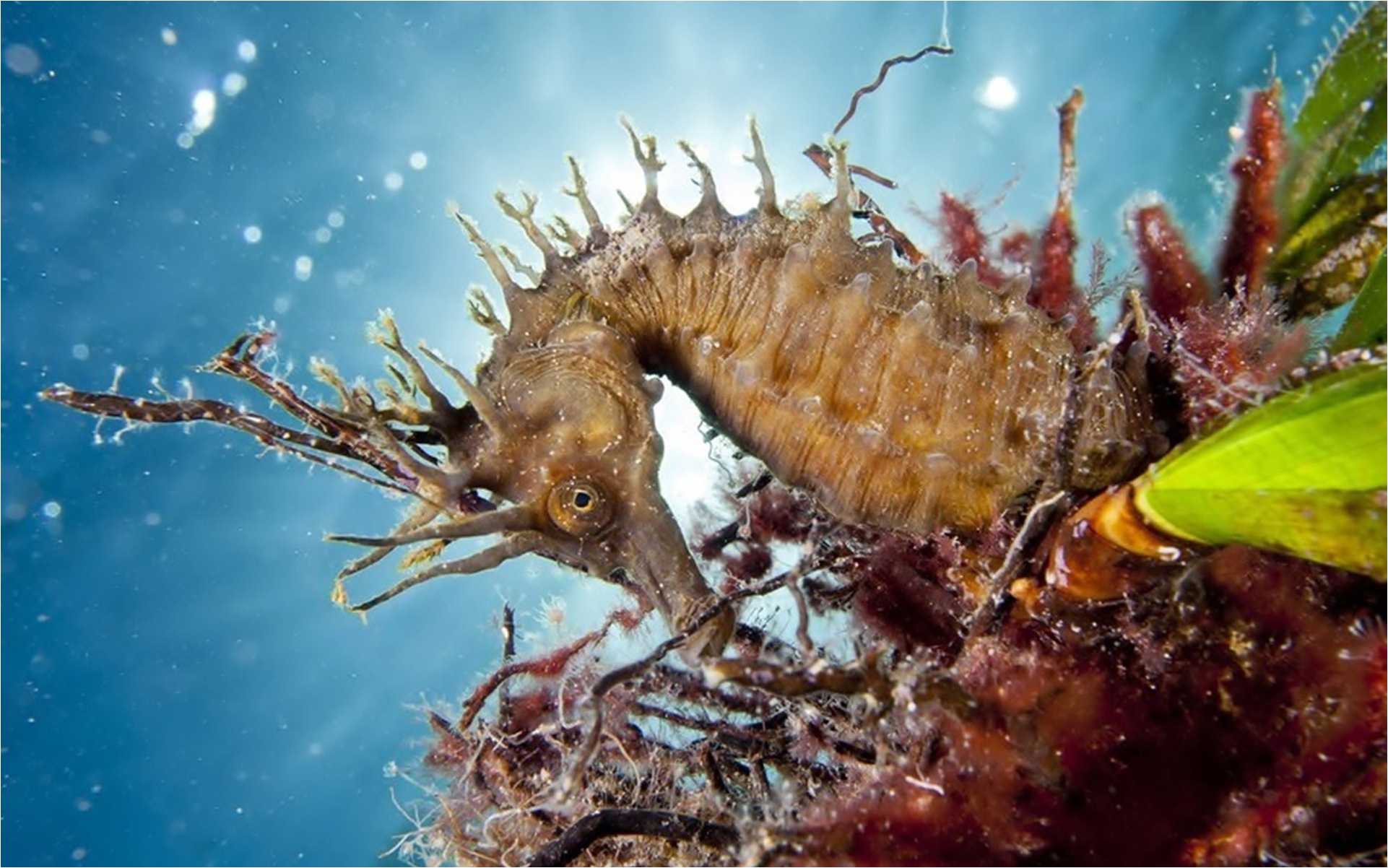 Sea Horse Wallpapers