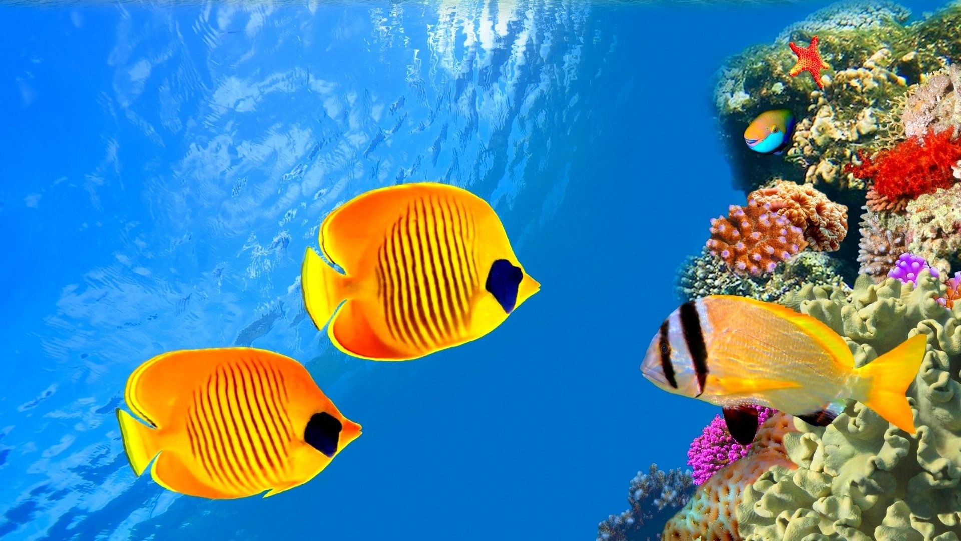 Sea Life Live Wallpapers