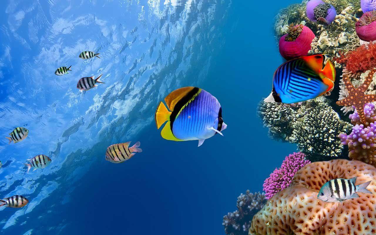 Sea Life Wallpapers