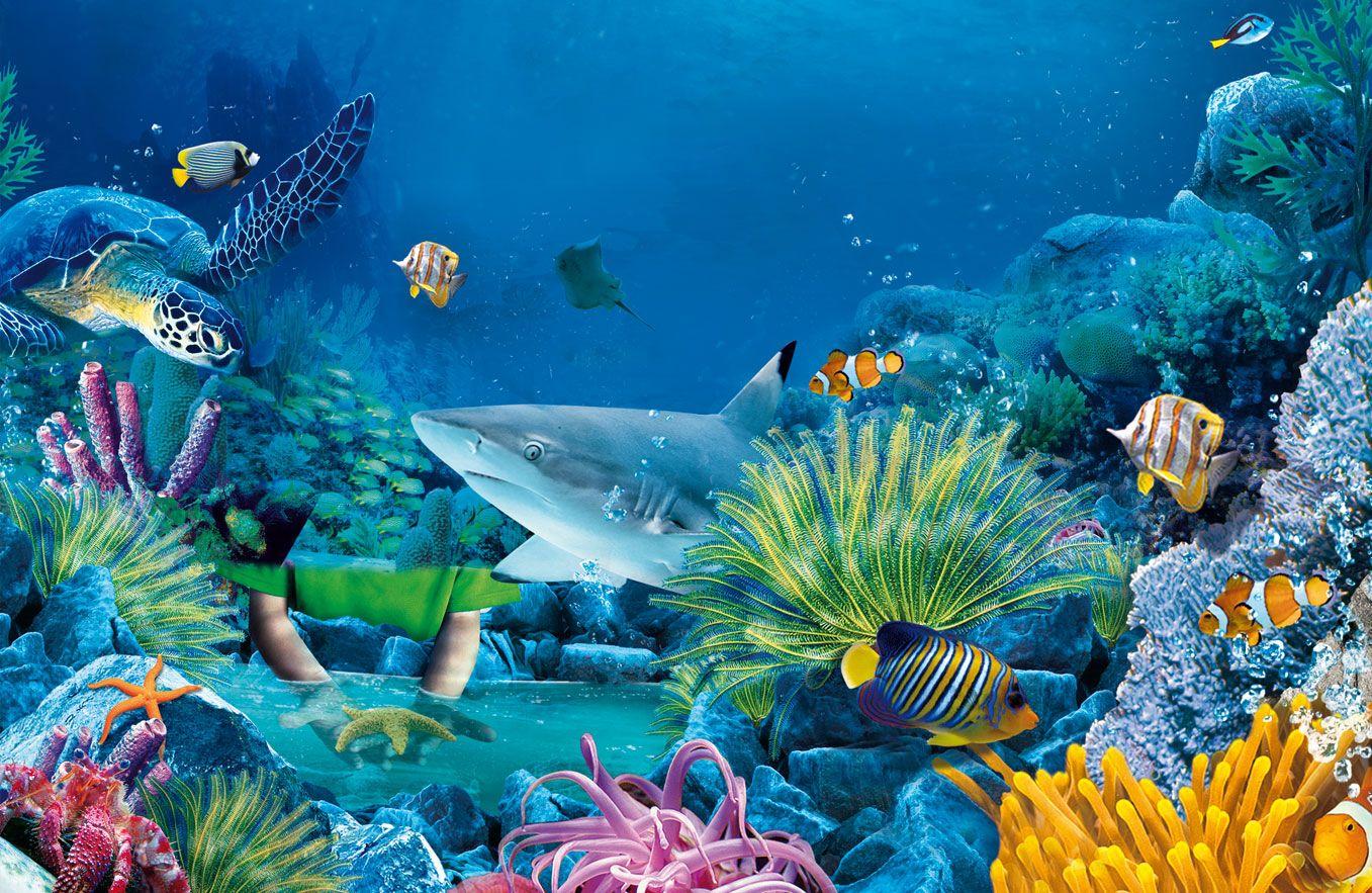 Sea Life Wallpapers