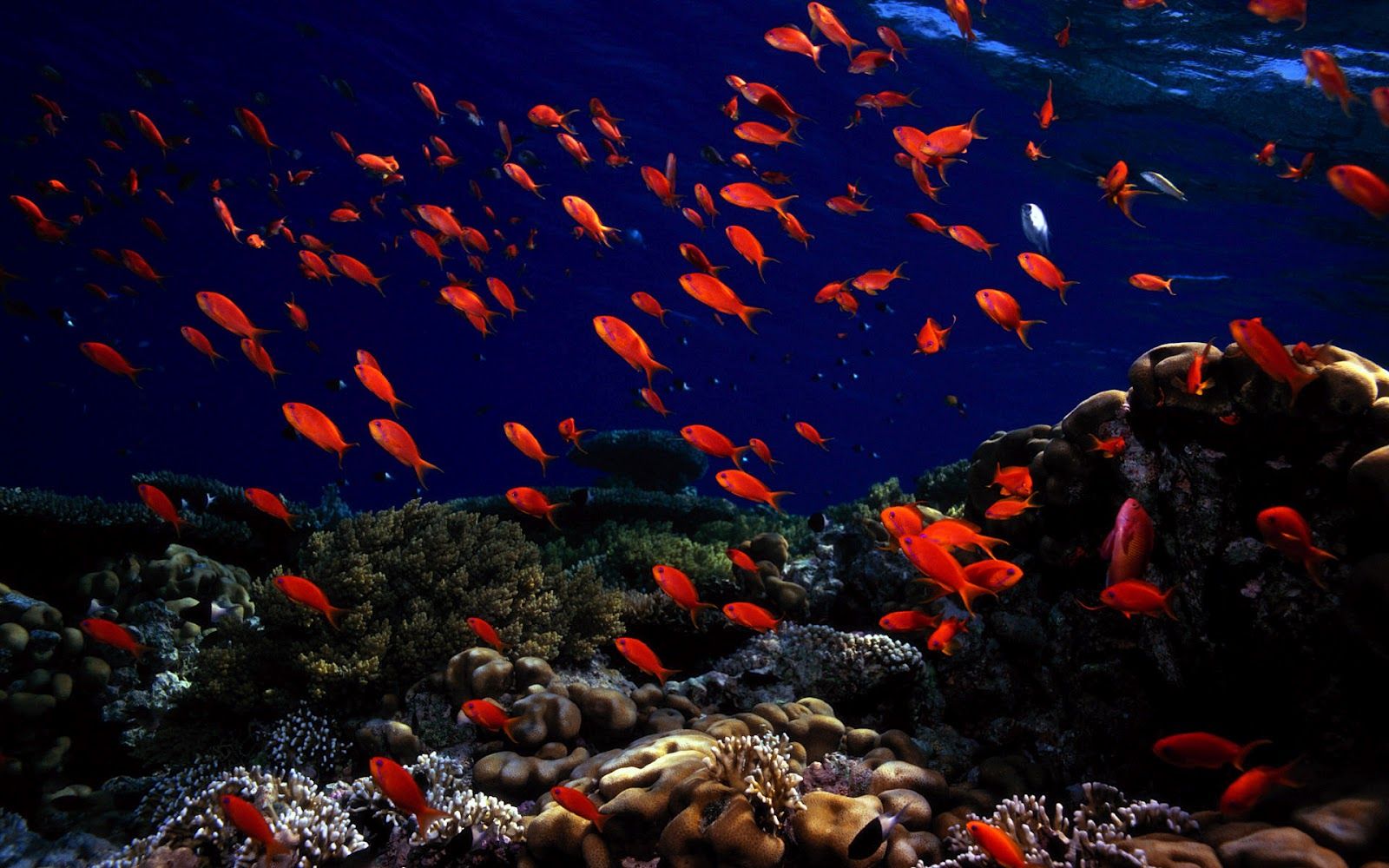 Sea Life Wallpapers