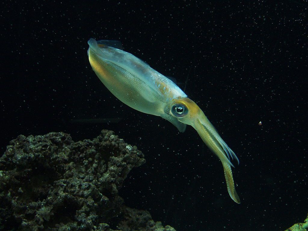 Sea Monster Underwater Creature Wallpapers