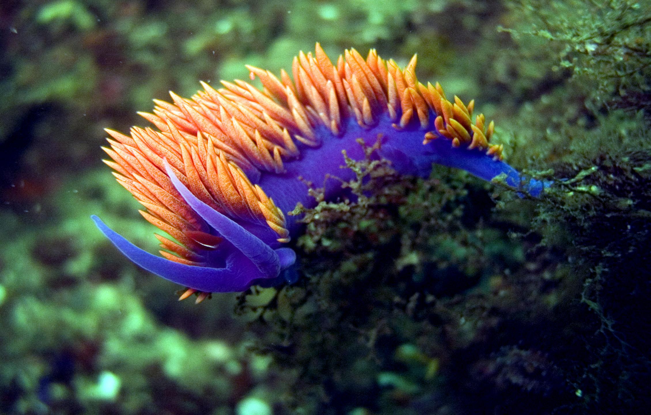 Sea Slug Wallpapers