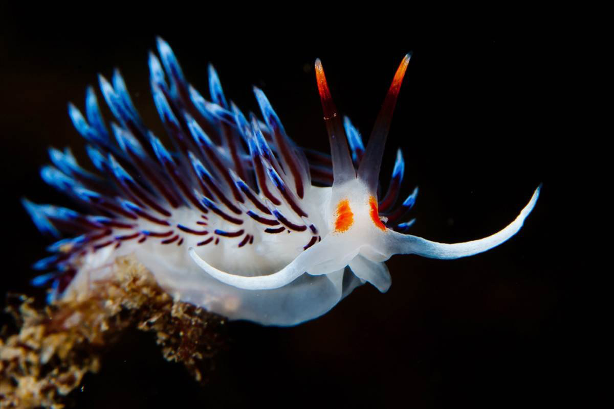 Sea Slug Wallpapers