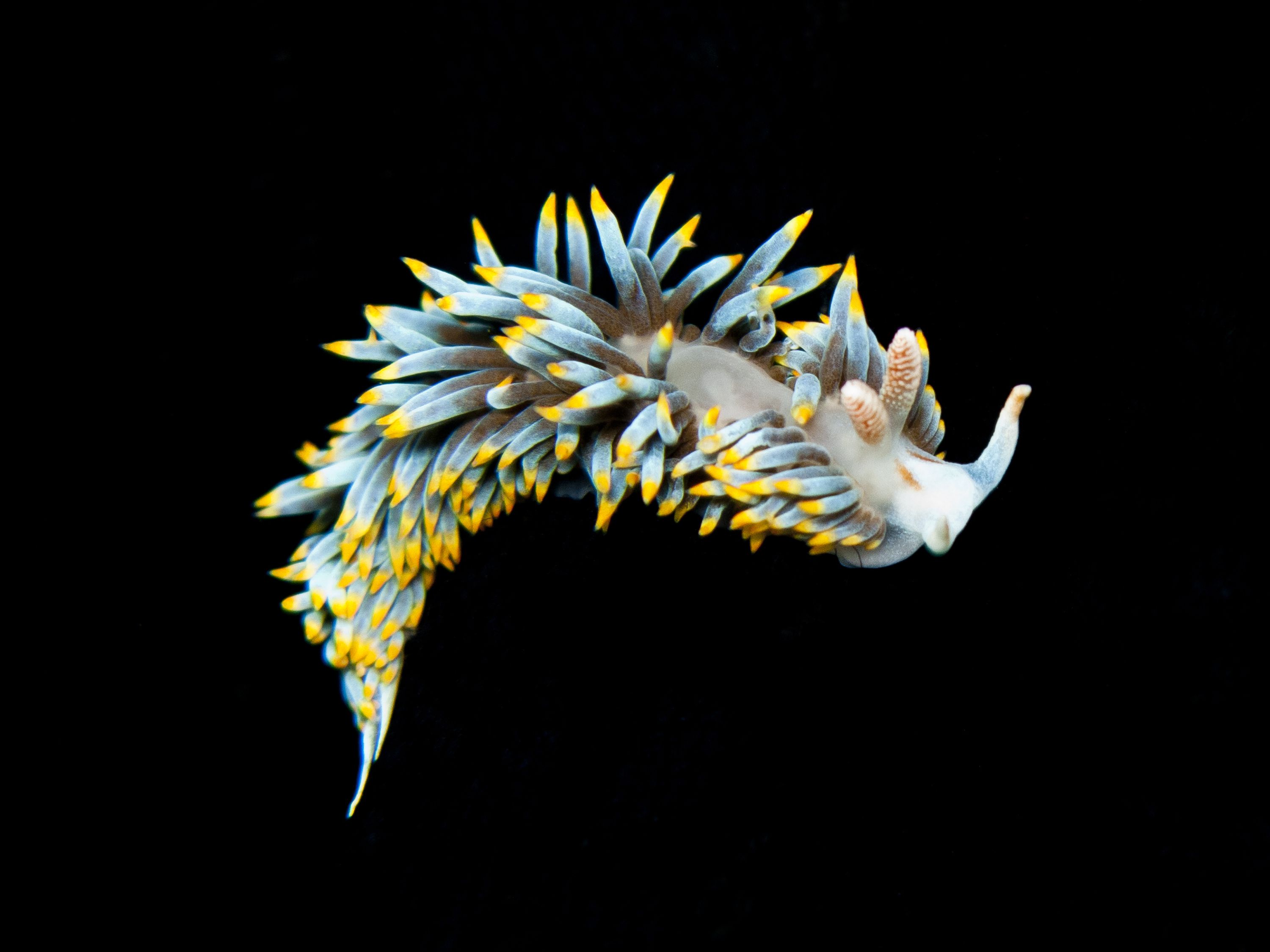 Sea Slug Wallpapers