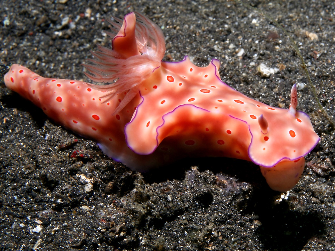 Sea Slug Wallpapers