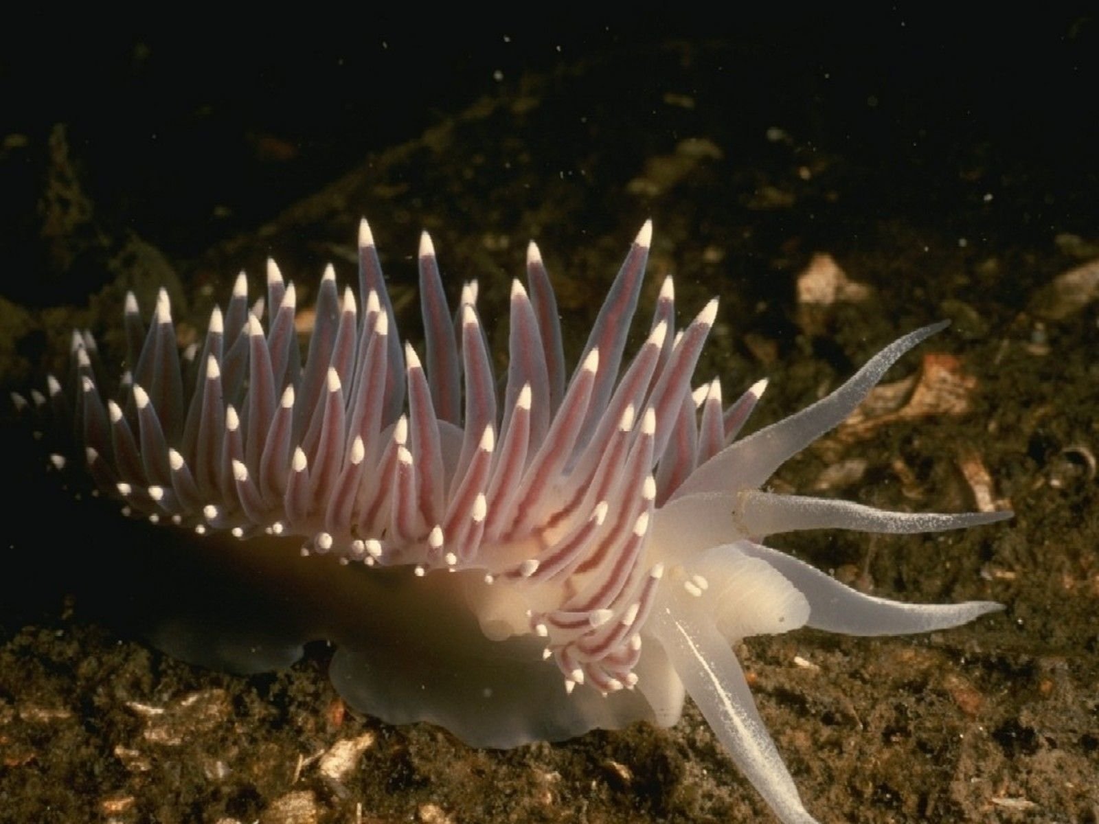 Sea Slug Wallpapers