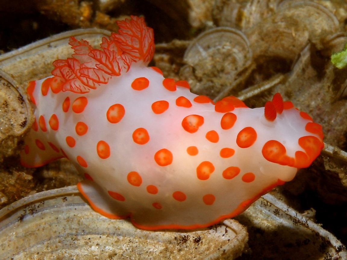 Sea Slug Wallpapers