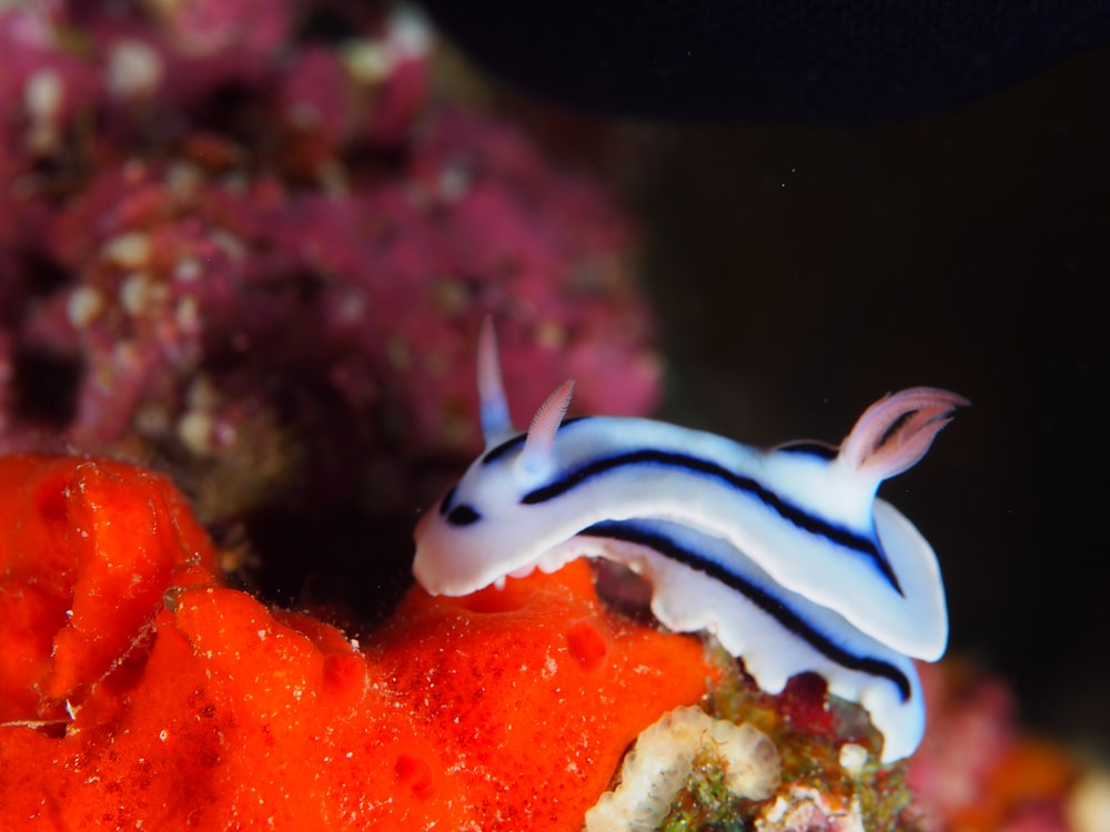 Sea Slug Wallpapers