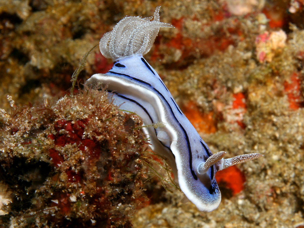 Sea Slug Wallpapers