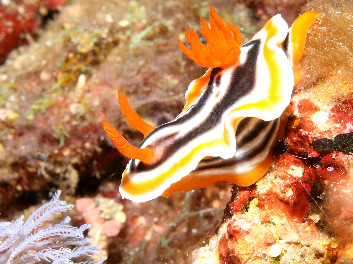 Sea Slug Wallpapers