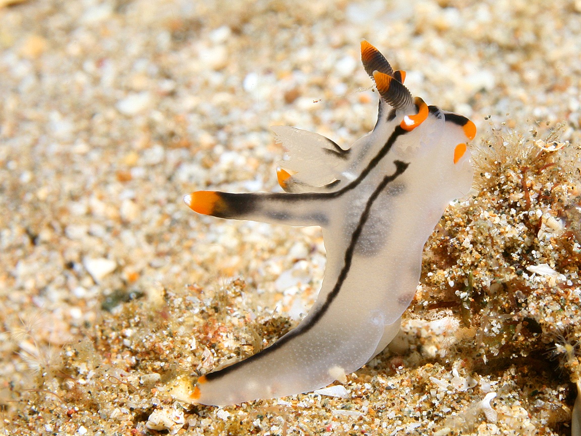 Sea Slug Wallpapers