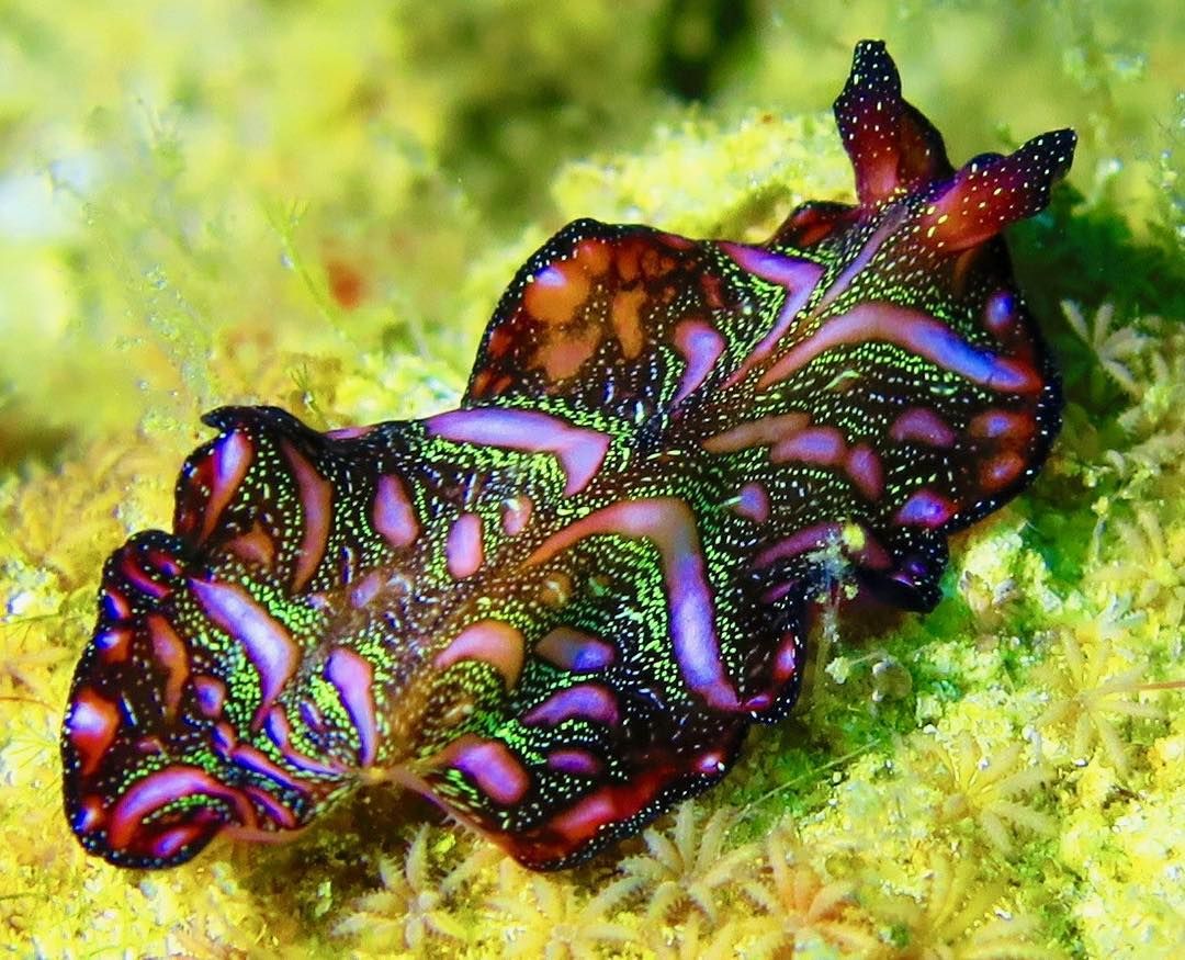 Sea Slug Wallpapers