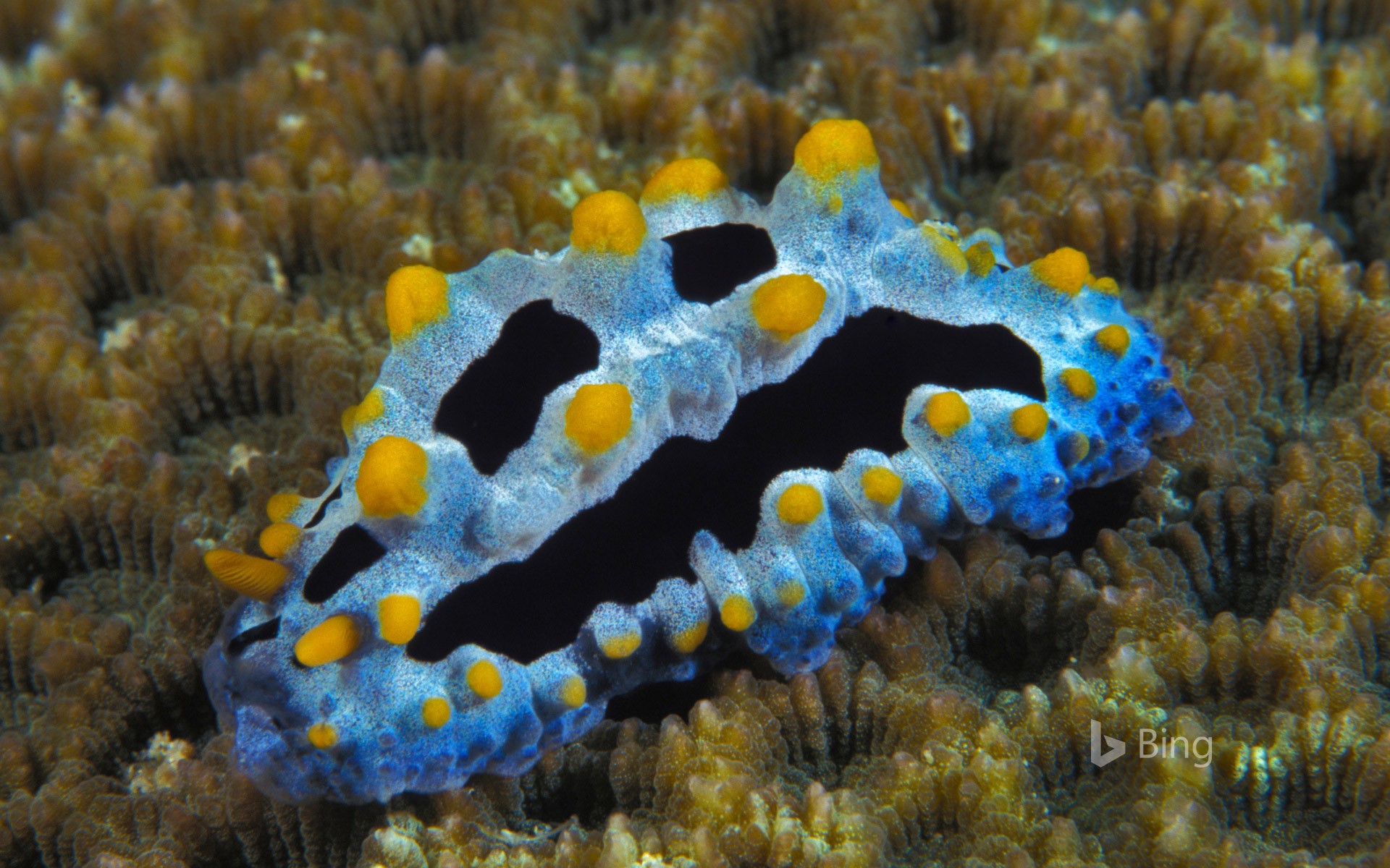 Sea Slug Wallpapers