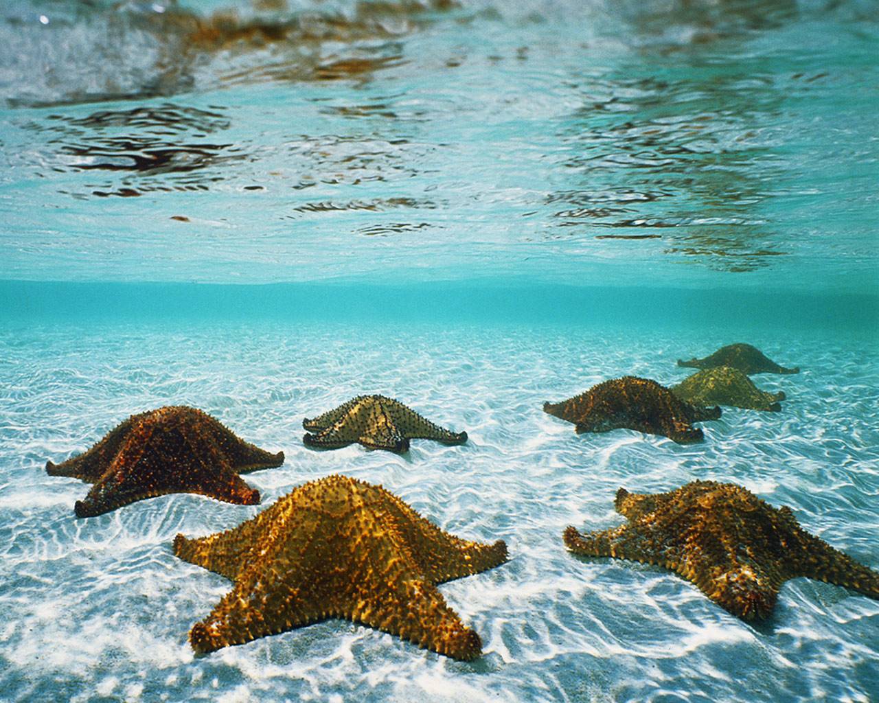 Sea Star Wallpapers