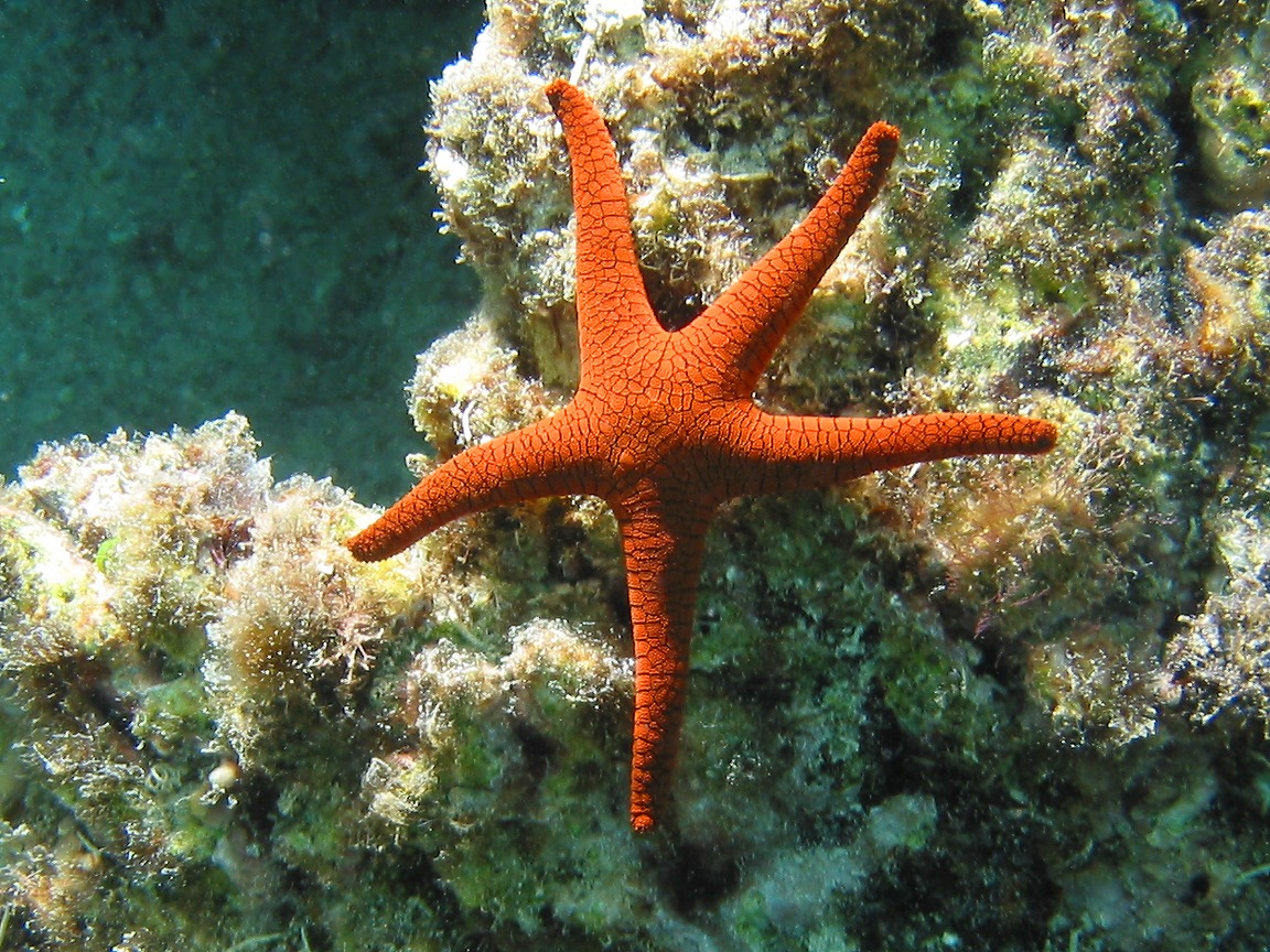 Sea Star Wallpapers