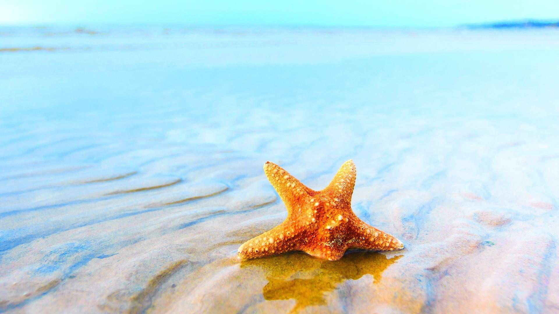 Sea Star Wallpapers