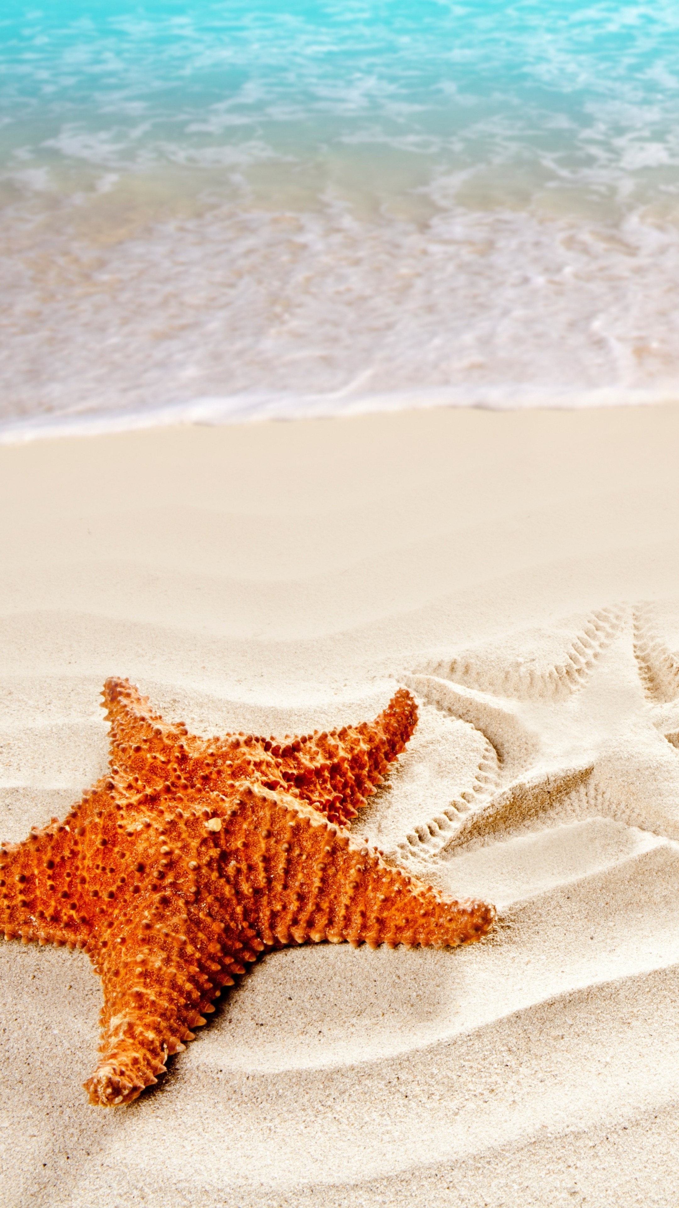 Sea Star Wallpapers