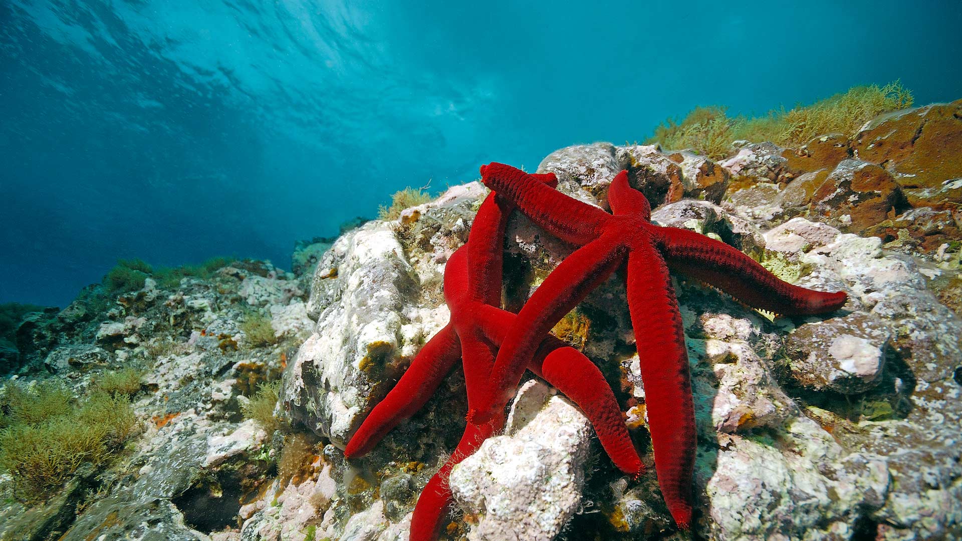 Sea Star Wallpapers