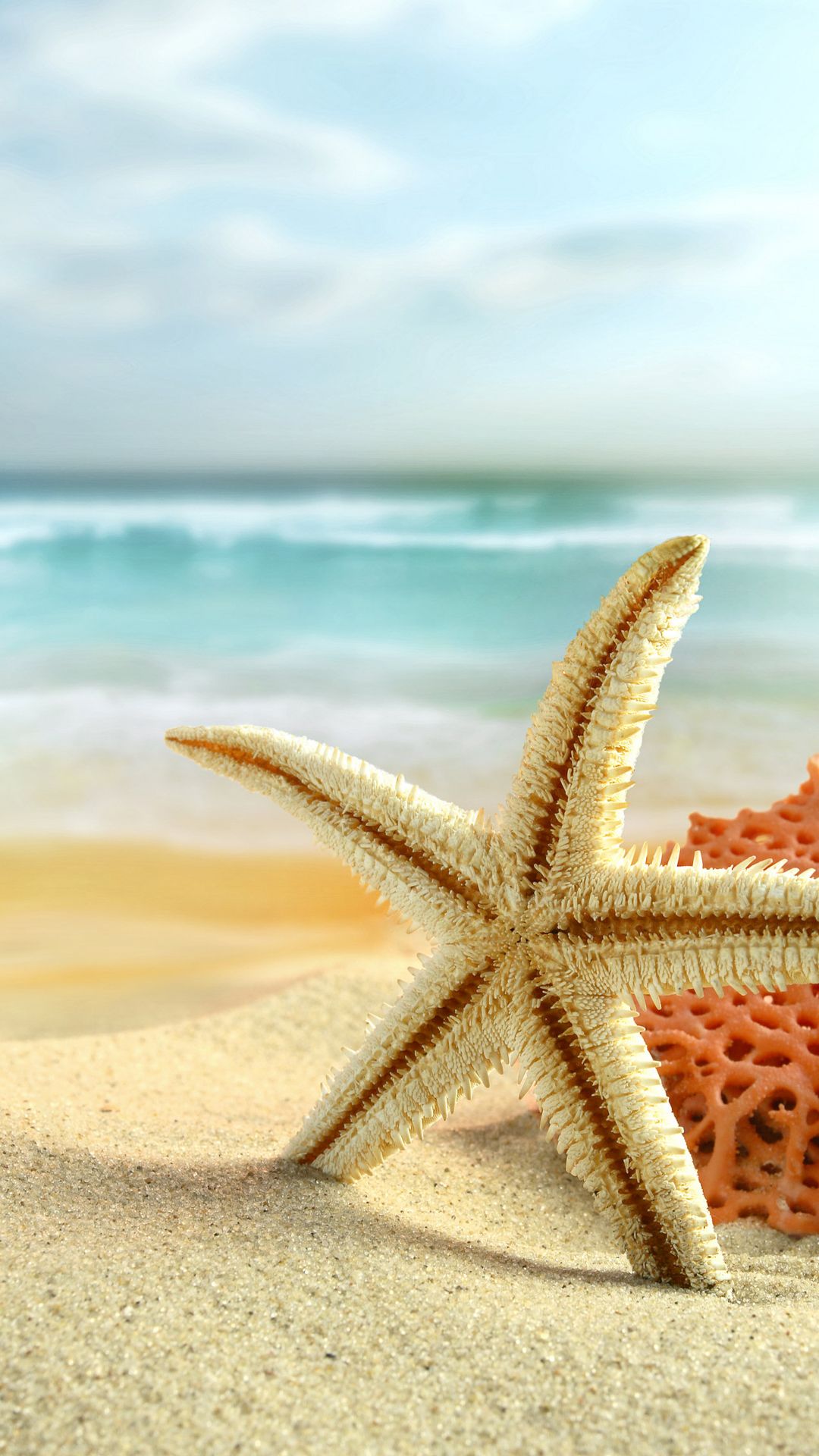 Sea Star Wallpapers