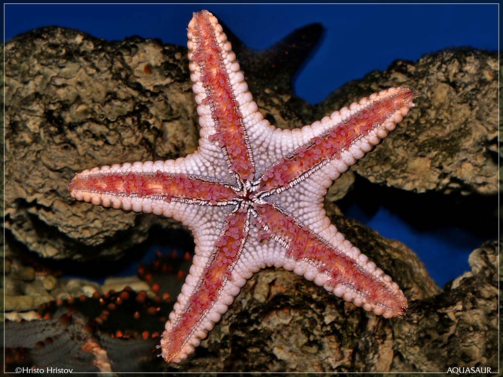 Sea Star Wallpapers