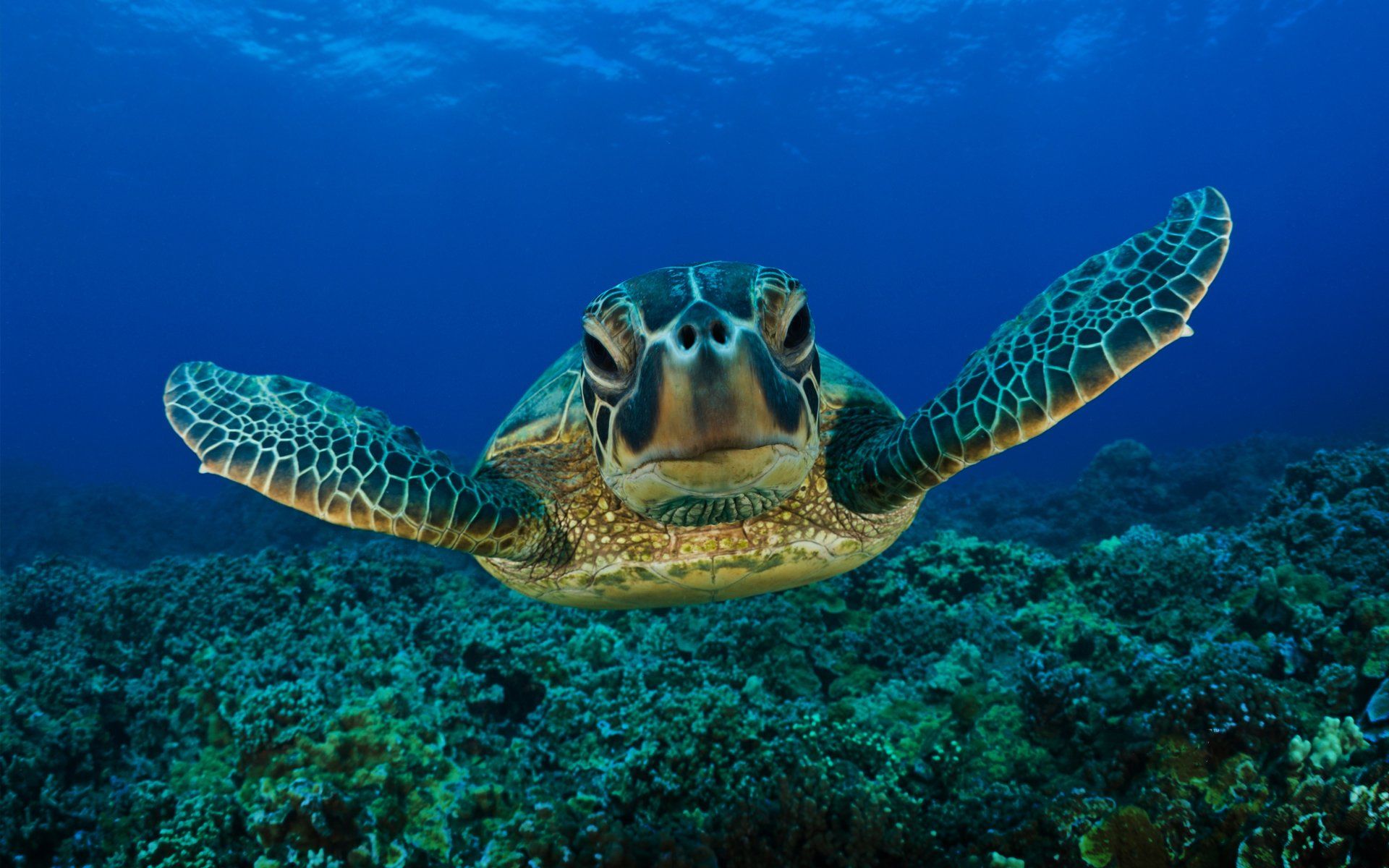 Sea Turtle Desktop Background