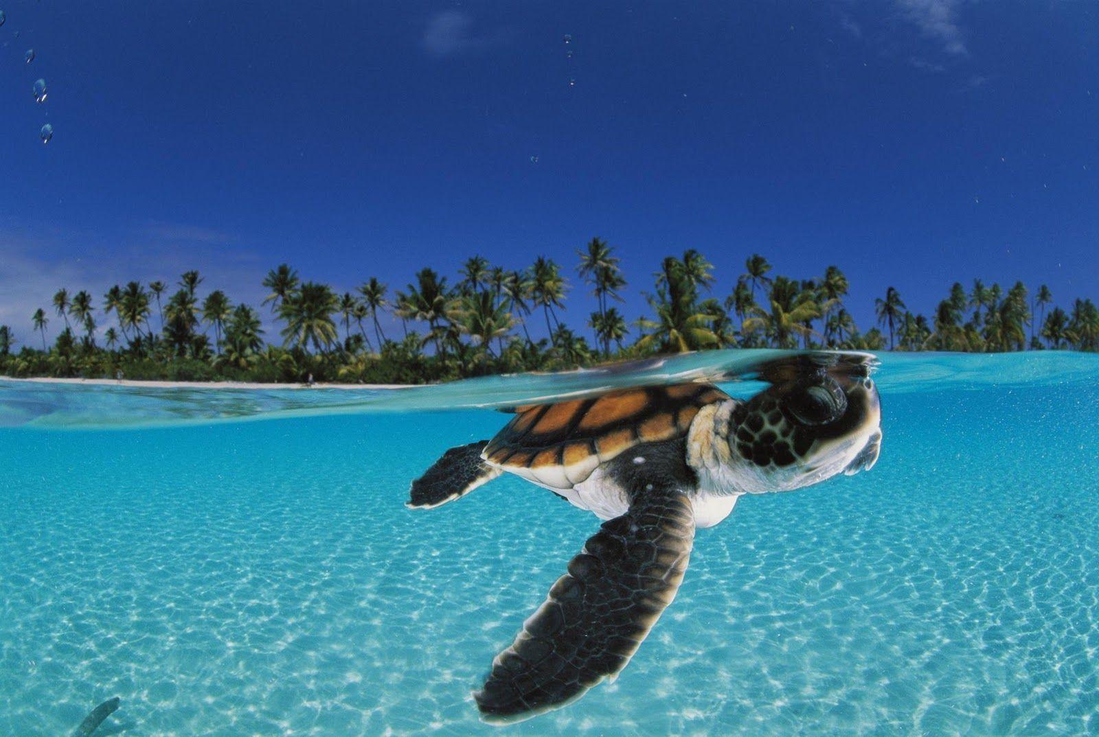 Sea Turtle Desktop Background