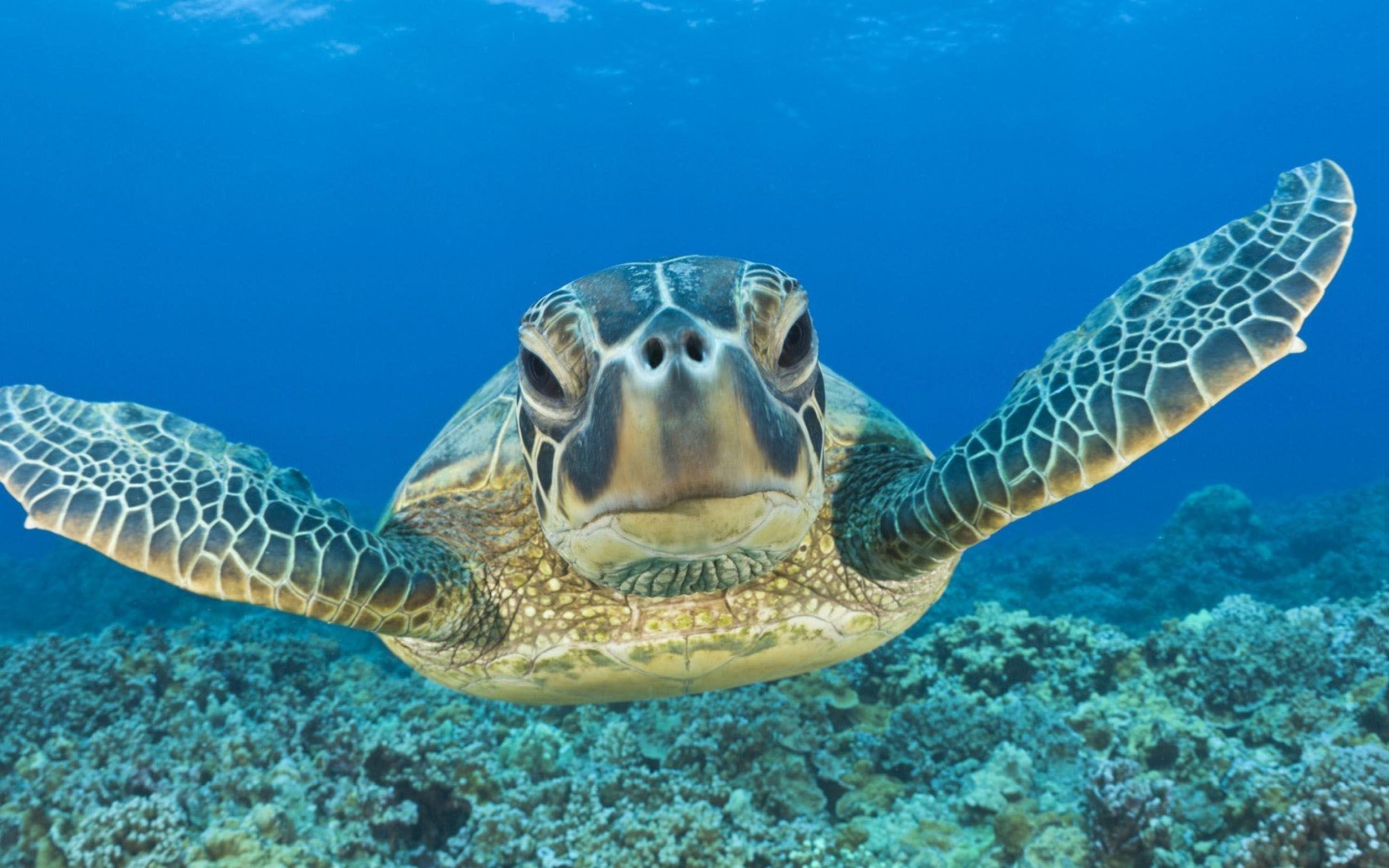 Sea Turtle Desktop Background