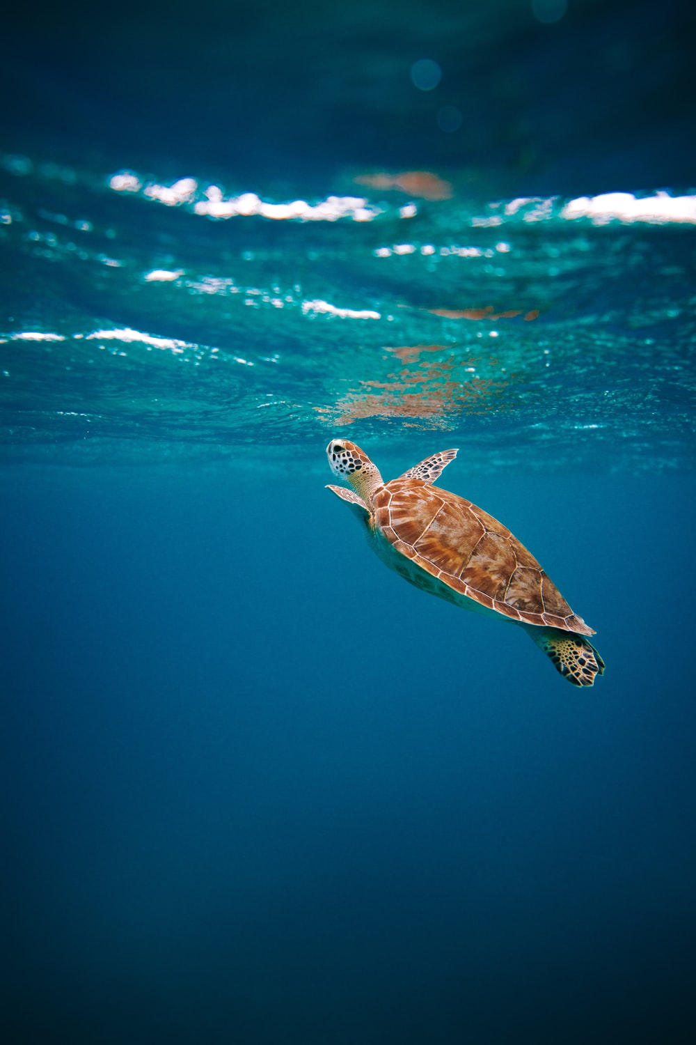 Sea Turtle Desktop Background