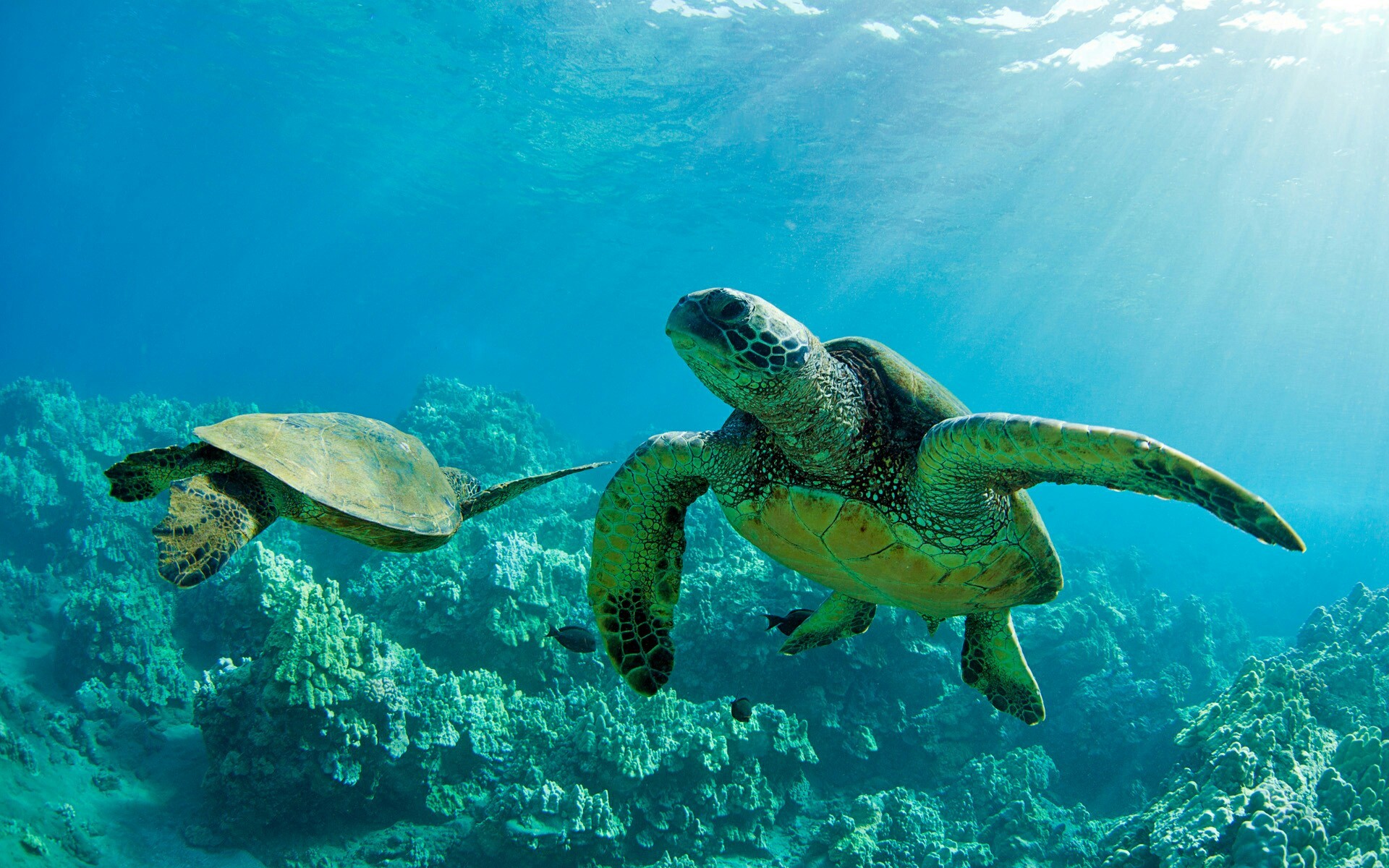 Sea Turtle Desktop Background